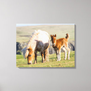 Toile Poney Shetland dans un pâturage près de hautes fal