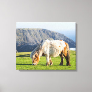 Toile Poney Shetland sur le pâturage près de hautes fala