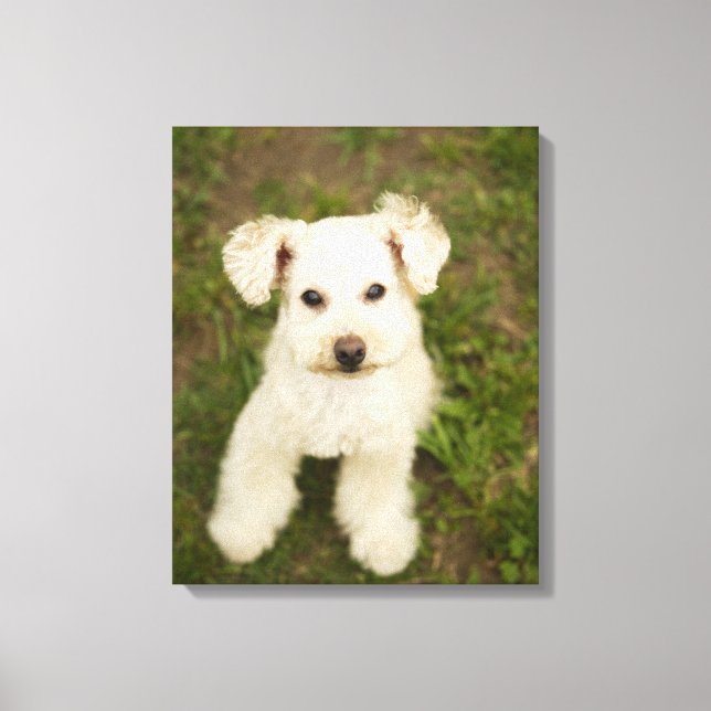 Toile Poodle (blanc) (Recto)