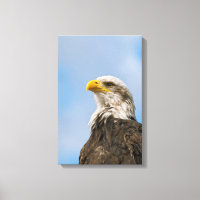 Portrait d'aigle à tête blanche Art animalier