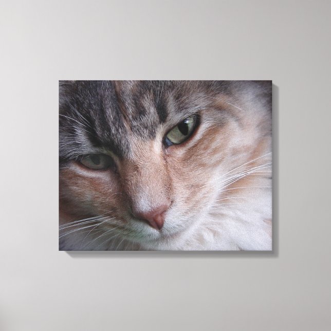 Toile Portrait de chat (Recto)