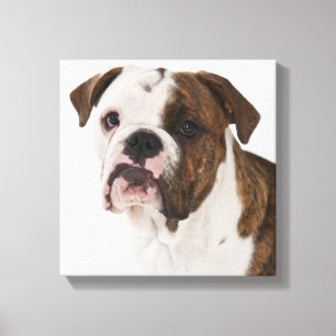 Toile Portrait de chiot mignon de bouledogue