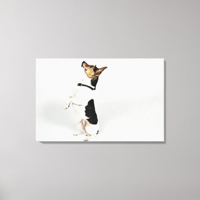 Toile Portrait de Jack Russell chien assis sur son (Recto)