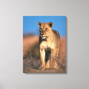 Toile Portrait de lionne (Panthera Leo)