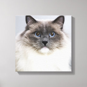 Toile Portrait de Ragdoll