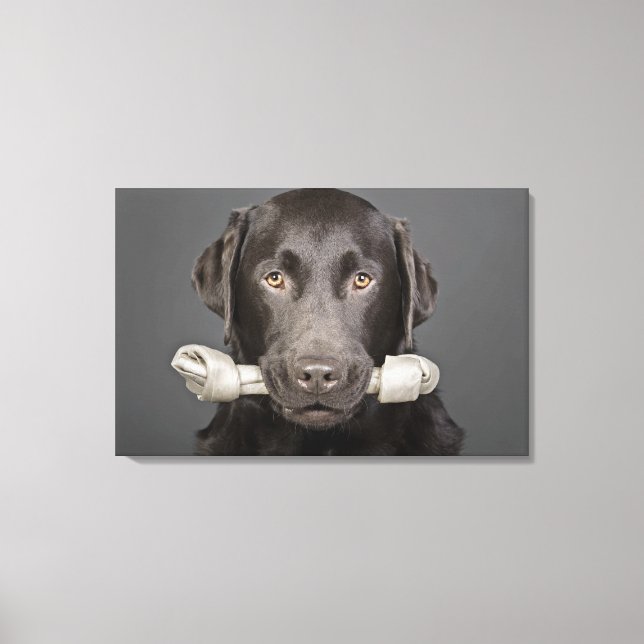 Toile Portrait de studio de chocolat labrador portant (Recto)