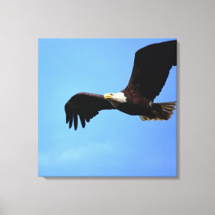Toile Portrait de vol de l'aigle à tête blanche