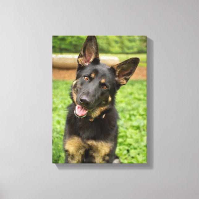 Toile Portrait d'un berger allemand (Recto)