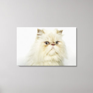 Toile Portrait d'un chat perse
