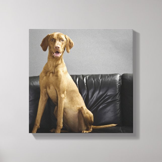 Toile Portrait d'un chien (Recto)