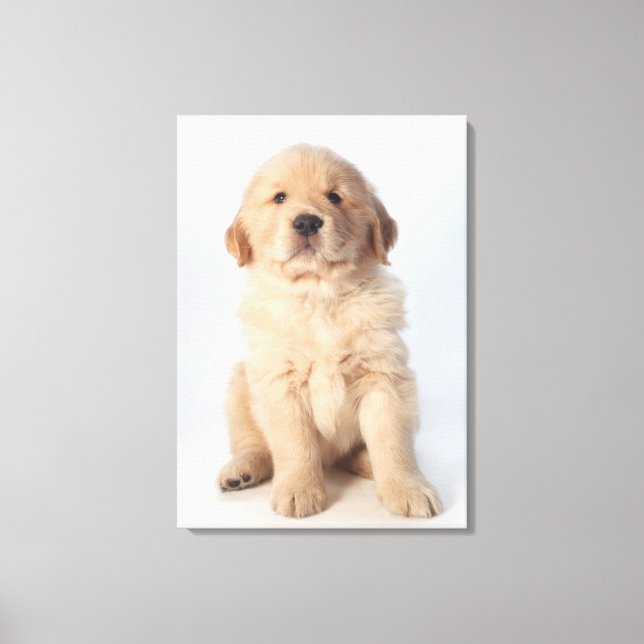 Toile Portrait d'un chiot récupérateur d'or de six semai (Recto)