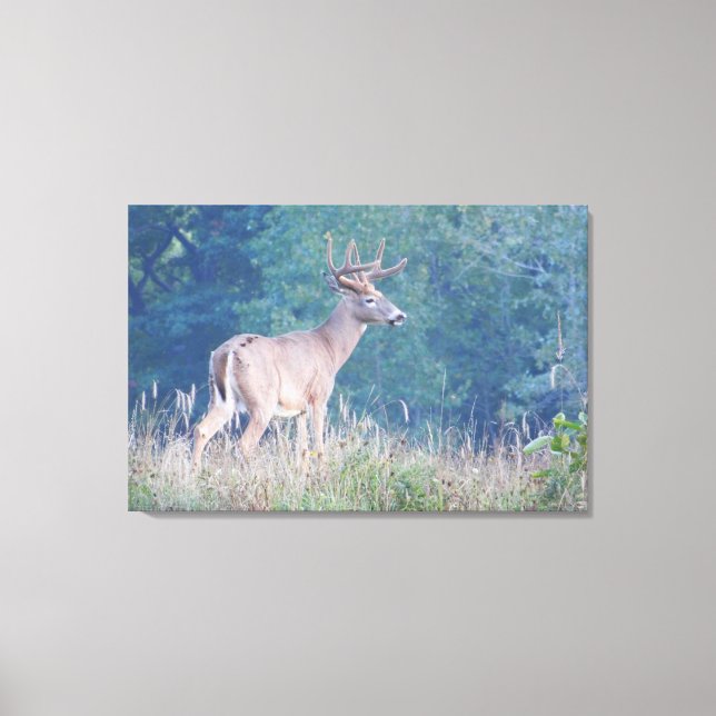 Toile Portrait naturel de Whitetail Buck (Recto)
