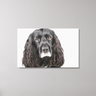 Toile Portrait studio de cocker spaniel