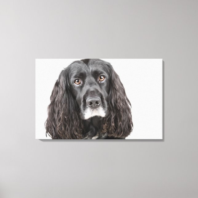 Toile Portrait studio de cocker spaniel (Recto)