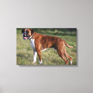 Toile Position de chien de boxeur