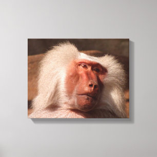 Toile Poster du Singe mignon