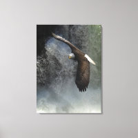Poster photo de Bald Eagle Raptor Wild Animal