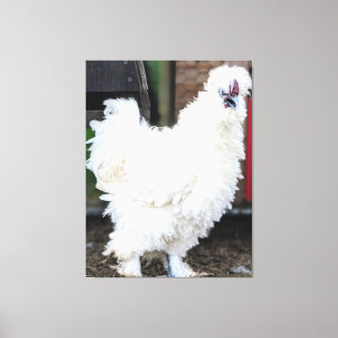 Toile Poule blanche duveteuse à l'extérieur