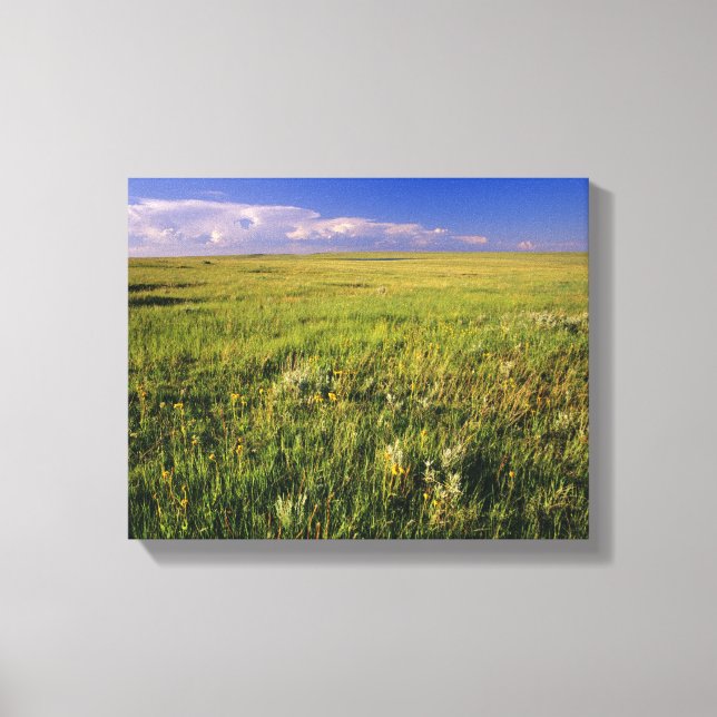 Toile Prairie à graminées courtes dans le nord-est éloig (Recto)