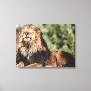 Toile Prendre un bain de soleil masculin de lion