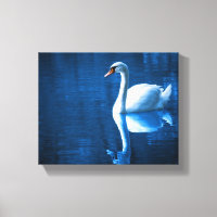 Pretty white swan floating on blue lake