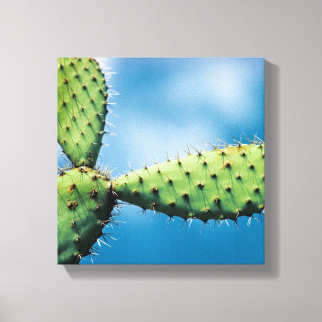 Toile Prickley Cactus (Recto)