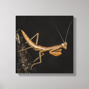 Toile Prière Mantis Belle Et Déplaisante Insecte Art