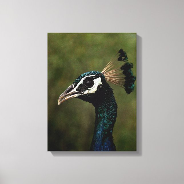 Toile Profil de Peacock (Recto)