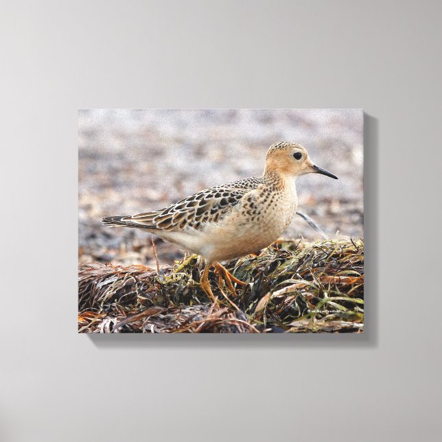Toile Profil d'un bécasseau à poils cassés à la plage (Recto)