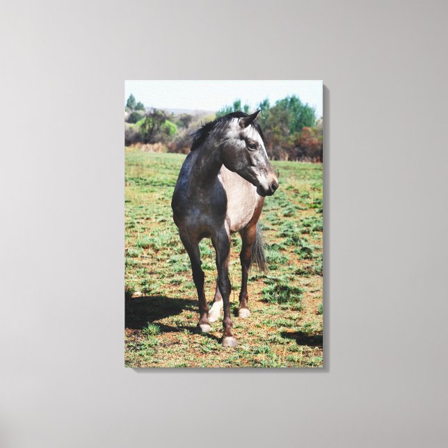 Toile Profil photo d'Appaloosa (Recto)