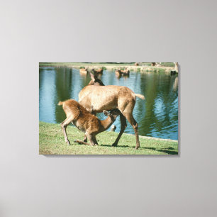 Toile Progéniture de soins de cerfs communs rouges
