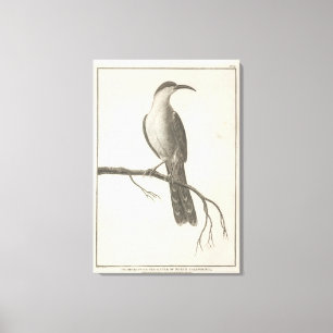 Toile Promerops ou Bee Eater de Californie