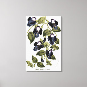 Toile Pulcherrima asiatica de Torenia