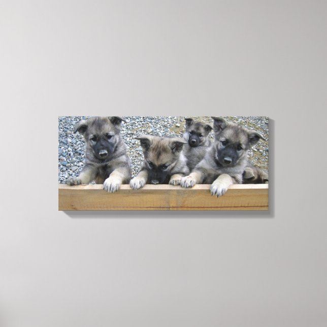 Toile Puppies de Norvège (Recto)