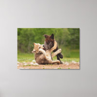 Pups de loup gris luttant