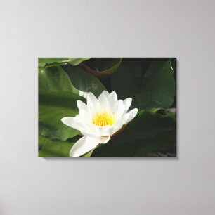 Toile Pureté Eau Lilly, Lotus Photographie Mur Art