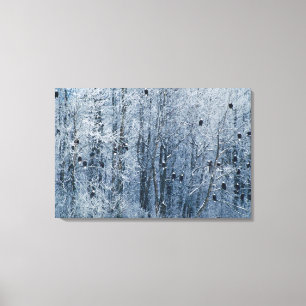 Toile Pygargues à tête blanche