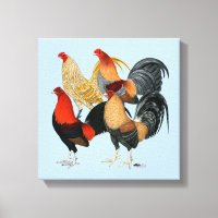 Quatre Gamecocks