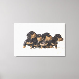Toile Quatre Mini Dachshund