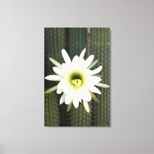 Toile Queen Of The Night Cactus Flower, région de Karoo (Recto)