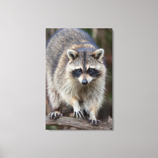 Toile Raccoon, Procyon lotor, Floride, USA 2 (Recto)