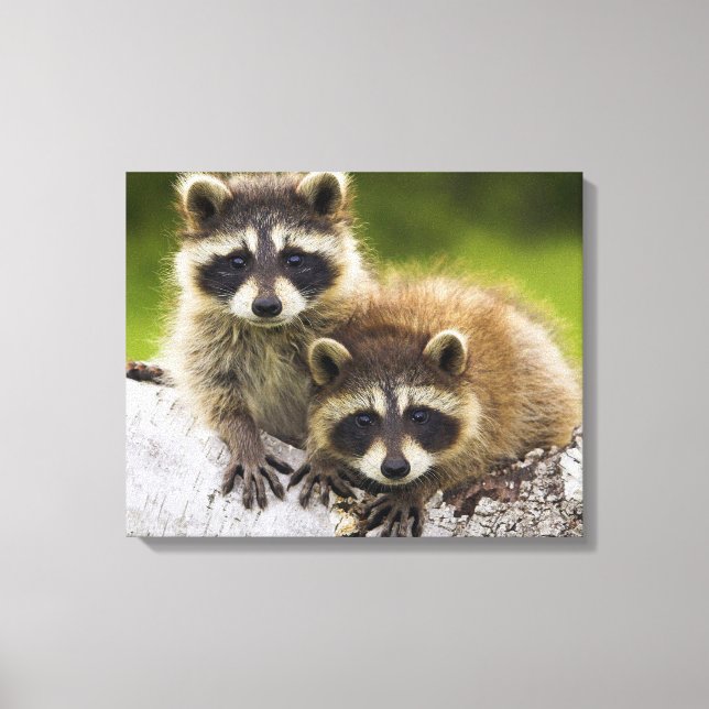 Toile Racoons (Recto)