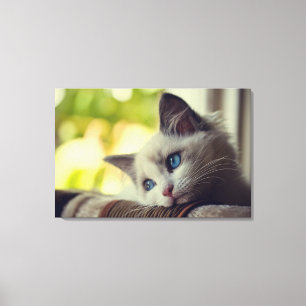 Toile Ragdoll Kitten