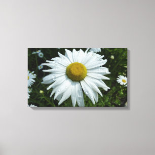 Toile Raindrops sur Daisy II Floral Fleur sauvage