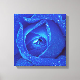 Toile Raindrops Sur Un Rose Bleu