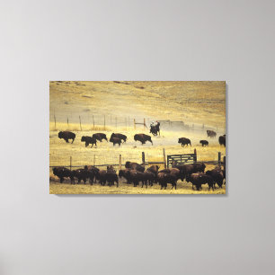 Toile Rassemblement du National Bison Range dans le Mont