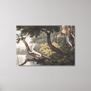 Toile Receveur mexicain de lézard, gravé par Matthew