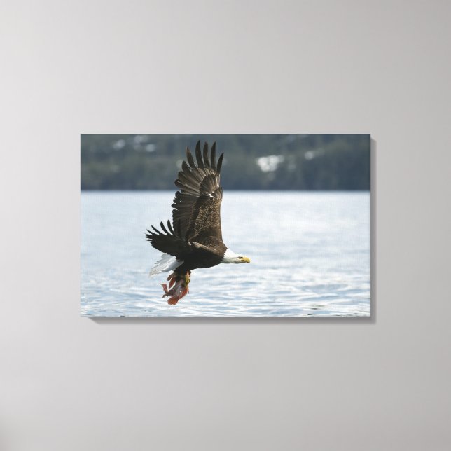Toile Récupération du poisson d'aigle à tête blanche (Recto)