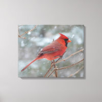 Red cardinal en hiver