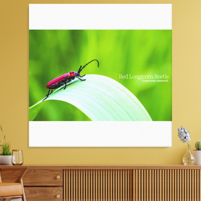 Toile Red Longicorn Beetle and green background (Insitu(Salon))
